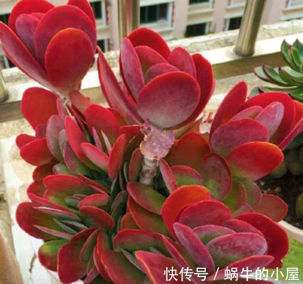 秋冬养这5款红色系多肉，越晒颜色越鲜艳，容易爆盆长势好
