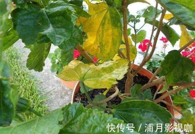 浇水|养绿植最怕“黄叶”,解决5大问题,叶片油亮亮,看着真喜人!