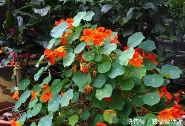 它是冬天里的“主角”，只需一粒种子，几个月就能花开上百朵！