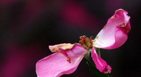 月季花后修剪常犯的4个错误,看看你中了几个