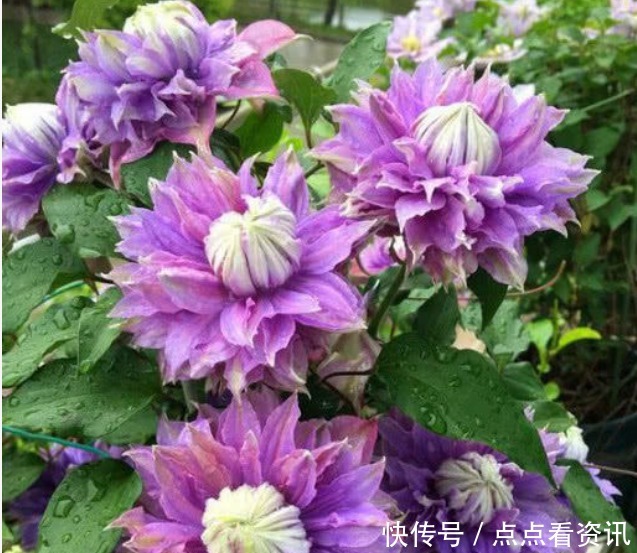 3种漂亮花，好养易活能爆盆，开花漂亮花期长，谁养谁喜欢