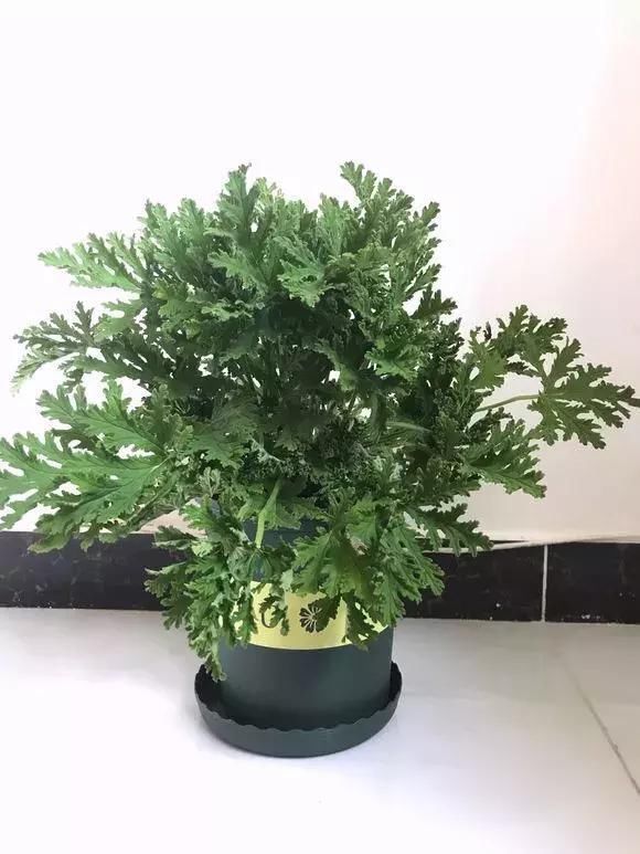 5种花蚊子“不喜欢”，好看还好养，是天然蚊香，值得多养几盆