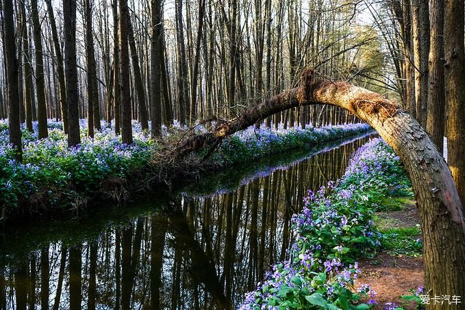 中年|春暖花开游江南-千垛景区水上森林之旅