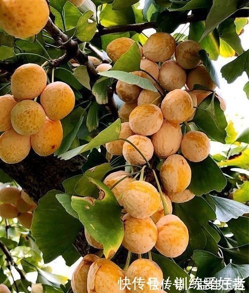 回家|路上看到3个“种子”一定捡回家,种在花盆里变小树,还挺名贵!