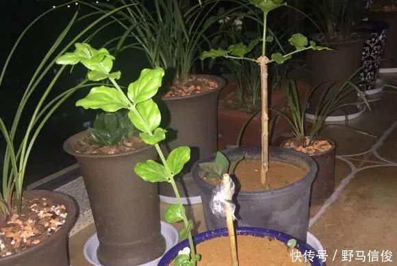 红掌|茉莉花扦插有机关,砍这一段枝条,插土里3天就活