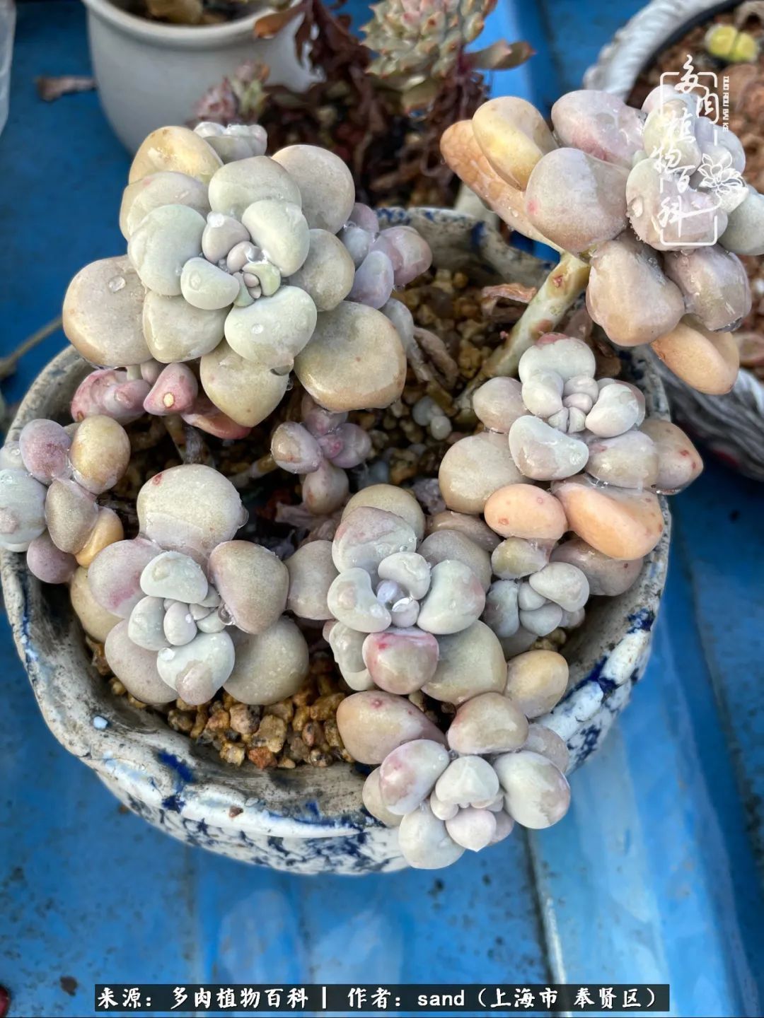 带着200多盆多肉,三个月搬两次家,是一种怎样的体验