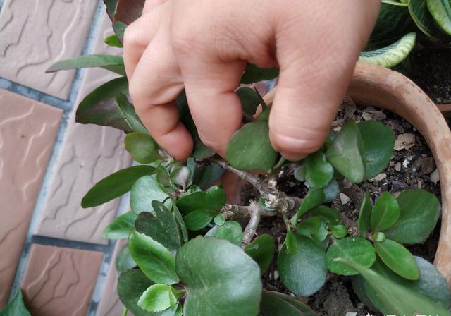 扦插长寿花,喂上2种肥,飞快长成小老桩,阳台开成小花树