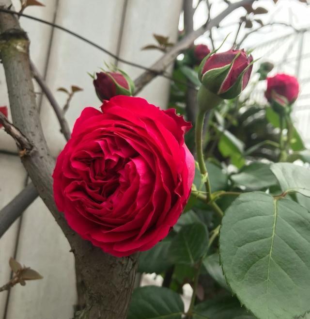 不要羡慕别人的月季花好看，月季做到这些养护你也能，赶快行动吧