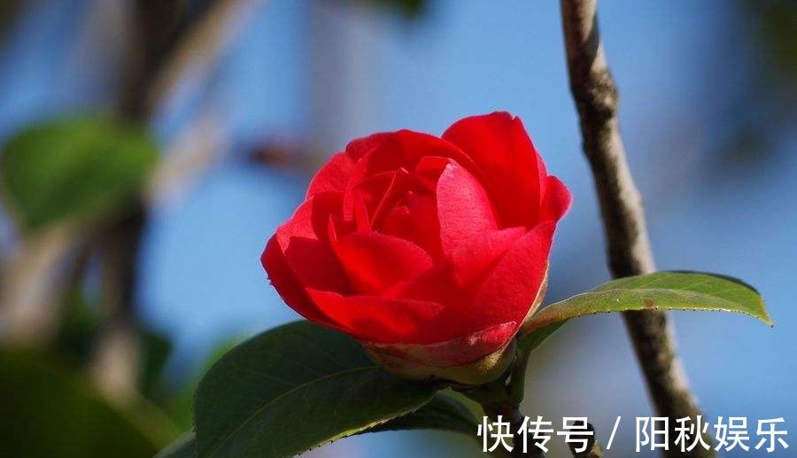 回头草|”不吃回头草“的三大生肖，分手就后会无期，绝不会重拾旧爱