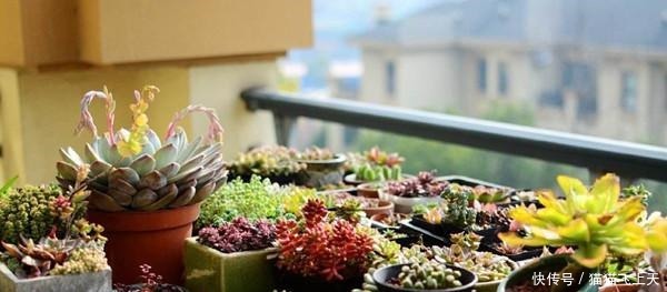 养多肉的都是女生, 男生养多肉很“娘” 这种多肉很阳刚!