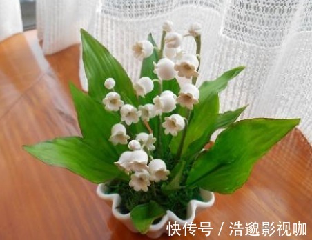 风铃|铃兰开花少牢记3个“小妙招”,花多爆盆,枝头开满“小风铃”