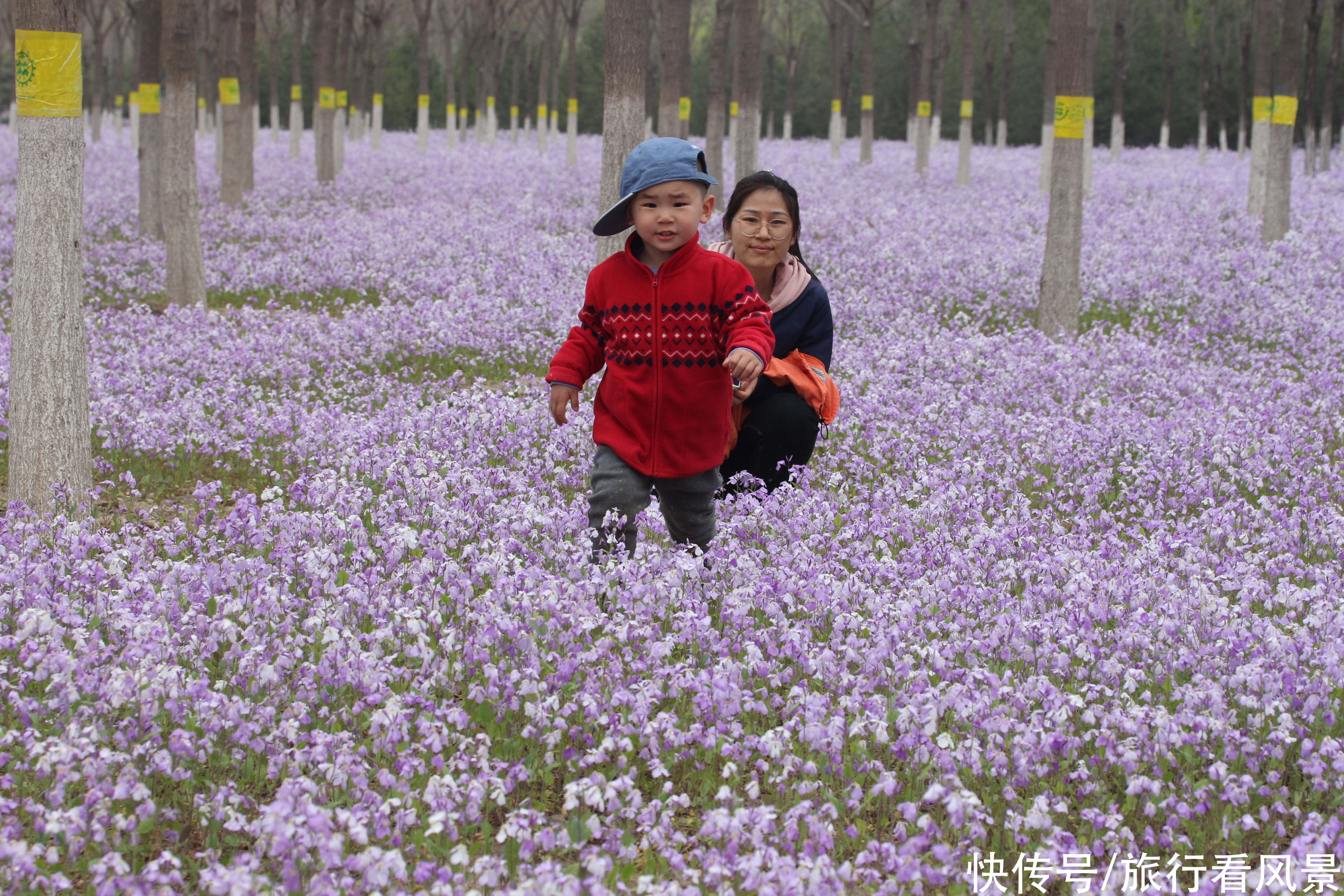 北京私藏小众千亩花海，紫色二月兰争相绽放，游人不超10个