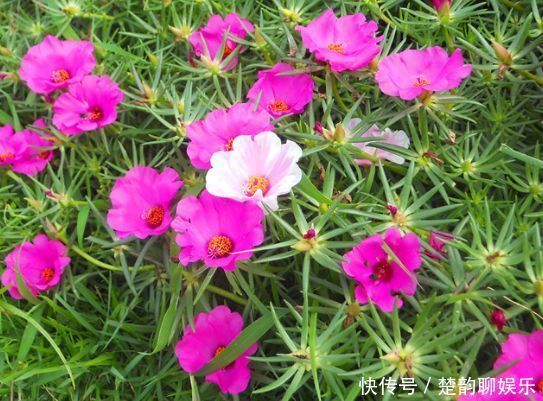 适合新手养的几种花,好活易爆盆,开花美长势旺