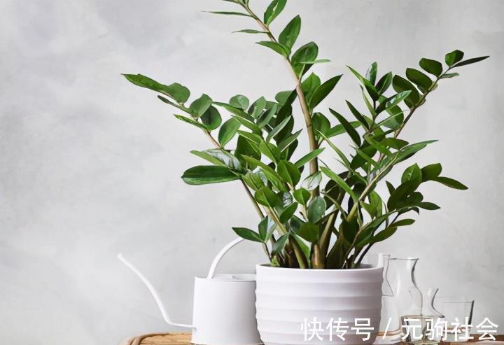 虎皮兰|谁说养花难？4种“泼辣花”，扔在土里就生根，繁殖一片小崽子