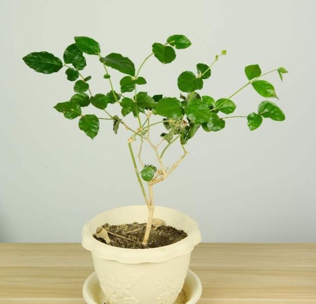 夏天养这花,每月要喂几滴食醋,叶子油绿、开花超多