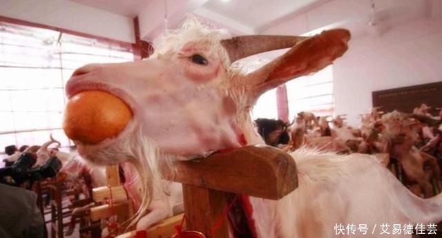 大雁|古人送礼为什么会送一只羊?不光送羊,送大雁的也有