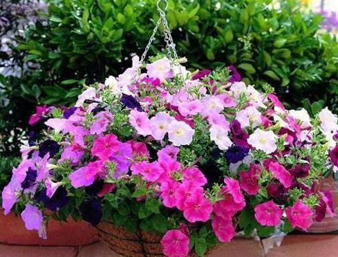 夏天别怕6种花“中暑”,越晒越漂亮,不怕晒不怕冻,漂亮又好养