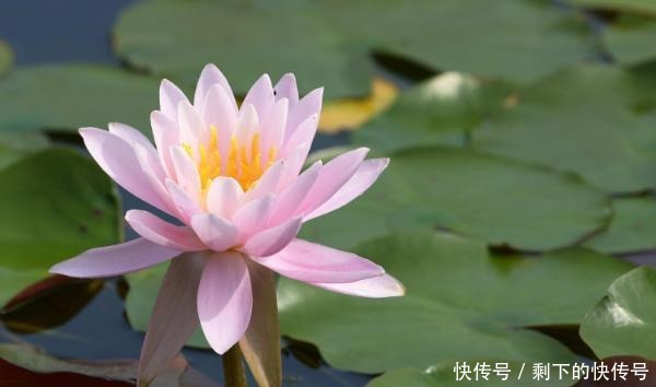 做人|“涵容以待人,恬淡以处世”,才是做人的最高境界