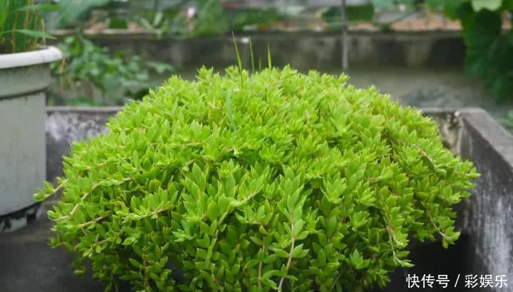 这6种花就要穷养,不花钱不用管,个个肥得流油