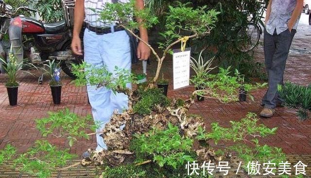 盆景|乡下一种“柴火木”,年年砍不绝,如今做成高档盆景,很受人欢迎