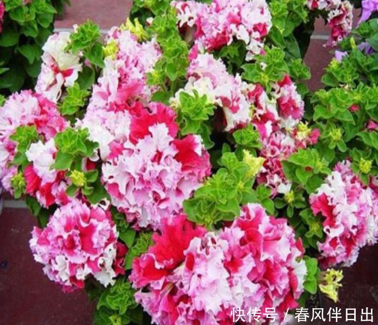 养花就养4种花,家里养一盆,浇水就疯长,开花爆盆很容易