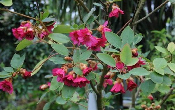 红花荷|养花试试这款,用塑料薄膜覆盖,既能保暖防寒,又能保持室内水分