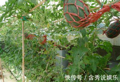 阳台|这几种水果不用花钱买,家里阳台很容易种,结的果子还特别多!