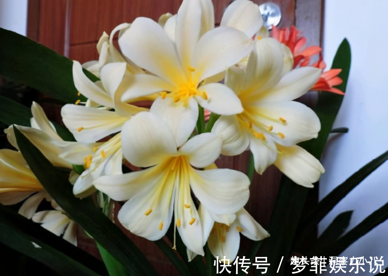 浇水|君子兰开花不积极,勤做“三动作”,撒欢长不夹箭,绽放层叠群兰