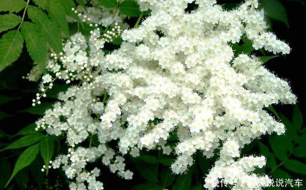 新手养护花卉,就养张似白珍珠,花香袭人的花卉,美极了!