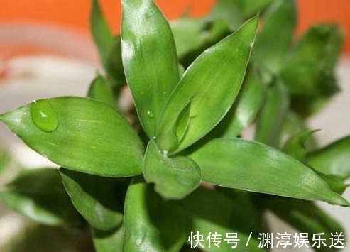 绿萝|7月养花，就选这几款，比绿萝还好养，长得快易爆盆，马上成花海