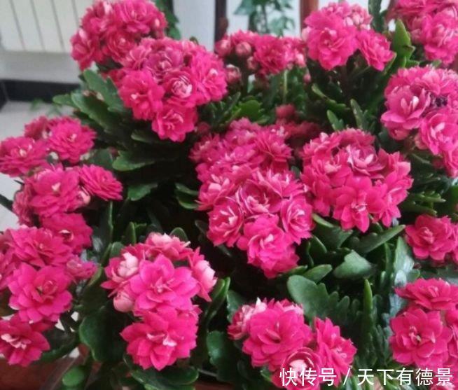 4种花是“开花大户”,一次开放100朵,家里摆1盆,比香水还好闻