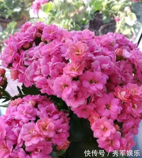 排水性|养花旧土该如何重复利用掌握这些,不用多费劲就能变成新土