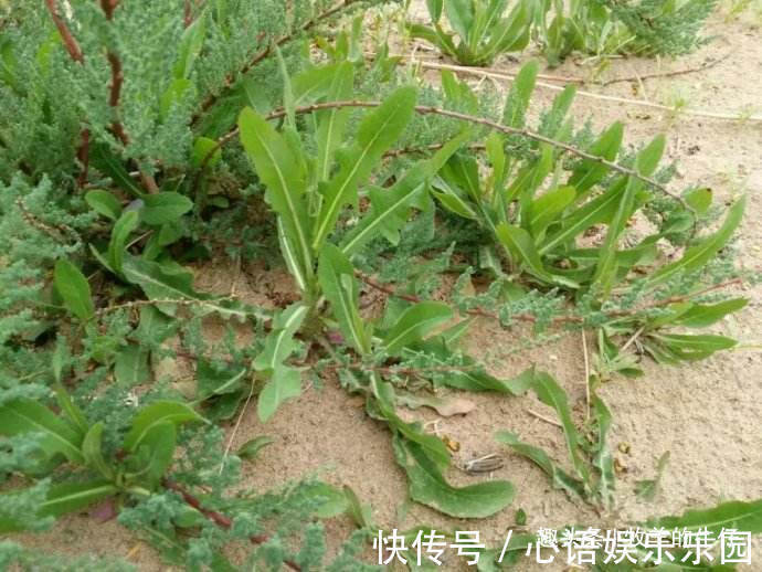 苦味|味道堪比苦瓜难入口，却是农民眼中的上品野菜，人称“凤尾”