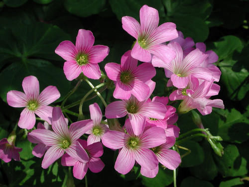 她只种一种花，却开出一片花，开花惊艳又漂亮，邻居看了都羡慕