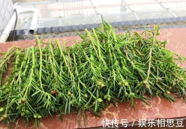 5种花开完后,剪下的枝条不要扔,活性高适合扦插,一插一大盆