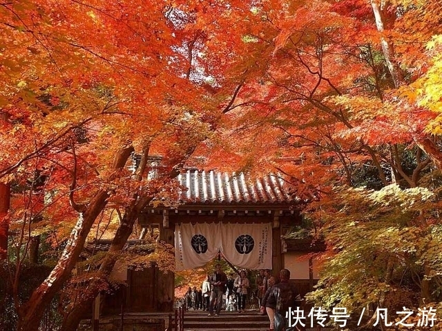 寺院|2021年11月京都红叶观赏信息