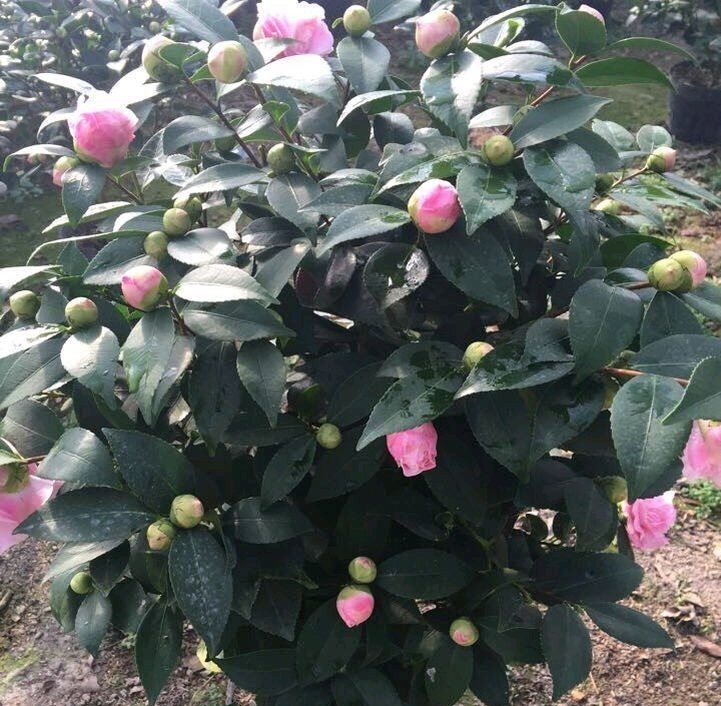 3种花,在北方很多人都“养不活”,可以说养1盆死1盆