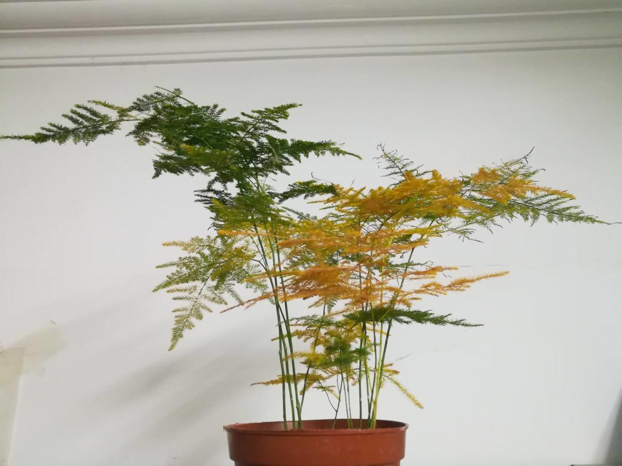 她家的文竹成了精，爬的满屋都是，剪不迭！