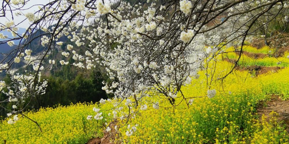 春节赏花好去处，广元5000亩樱桃花迎春绽放，美成仙境！