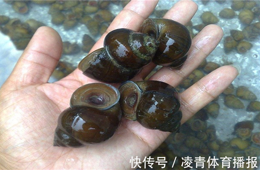 才知道,菜刀上的洞,竟隐藏了这3大功能,太实用了,赶快试一试