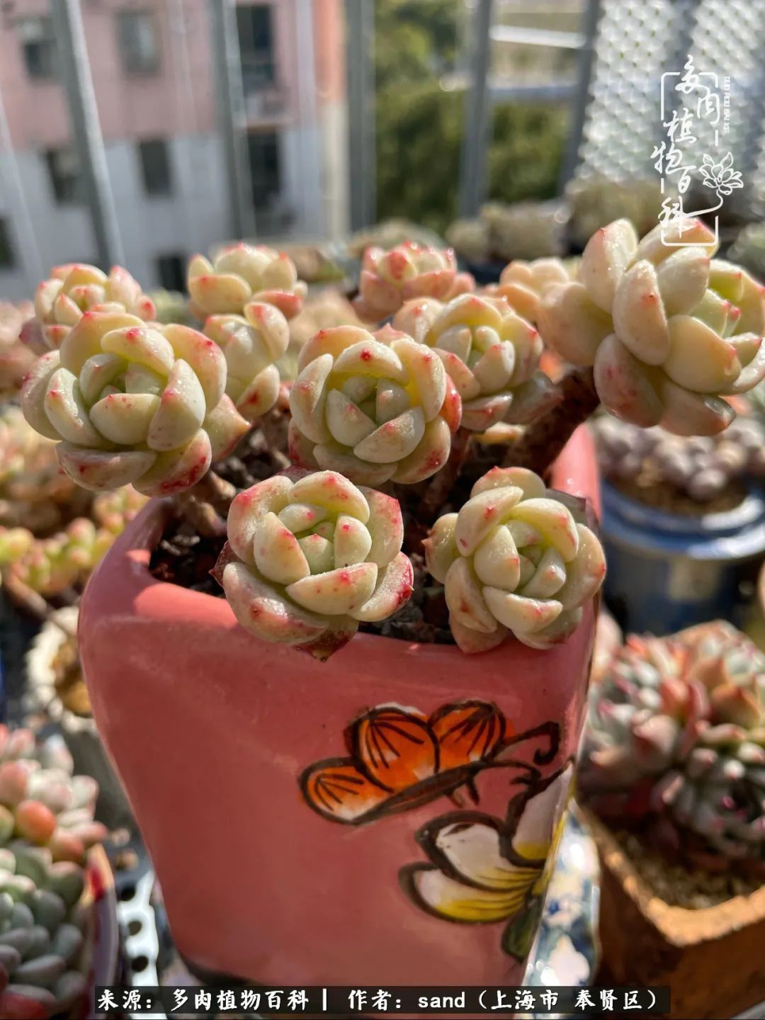 带着200多盆多肉，三个月搬两次家，是一种怎样的体验