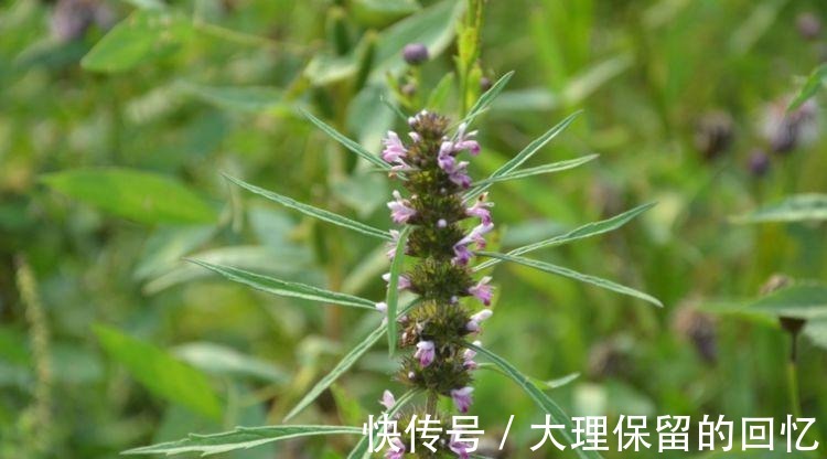 腰痛|十个女性九个腰痛,此物煮粥吃,腰不疼了,手不麻了,身体棒了!