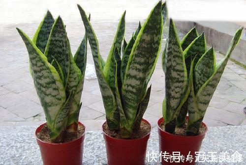 冬天|虎皮兰有3怕,冬天及时避开,顺利春化,冒笋芽长新叶!