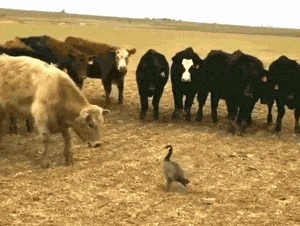 |搞笑GIF：妹子这笑容，我相信所有的不开心都会烟消云散的