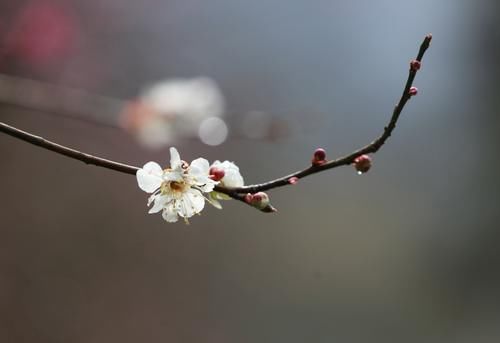 潼南|赏梅黄石寨,踏春正当时