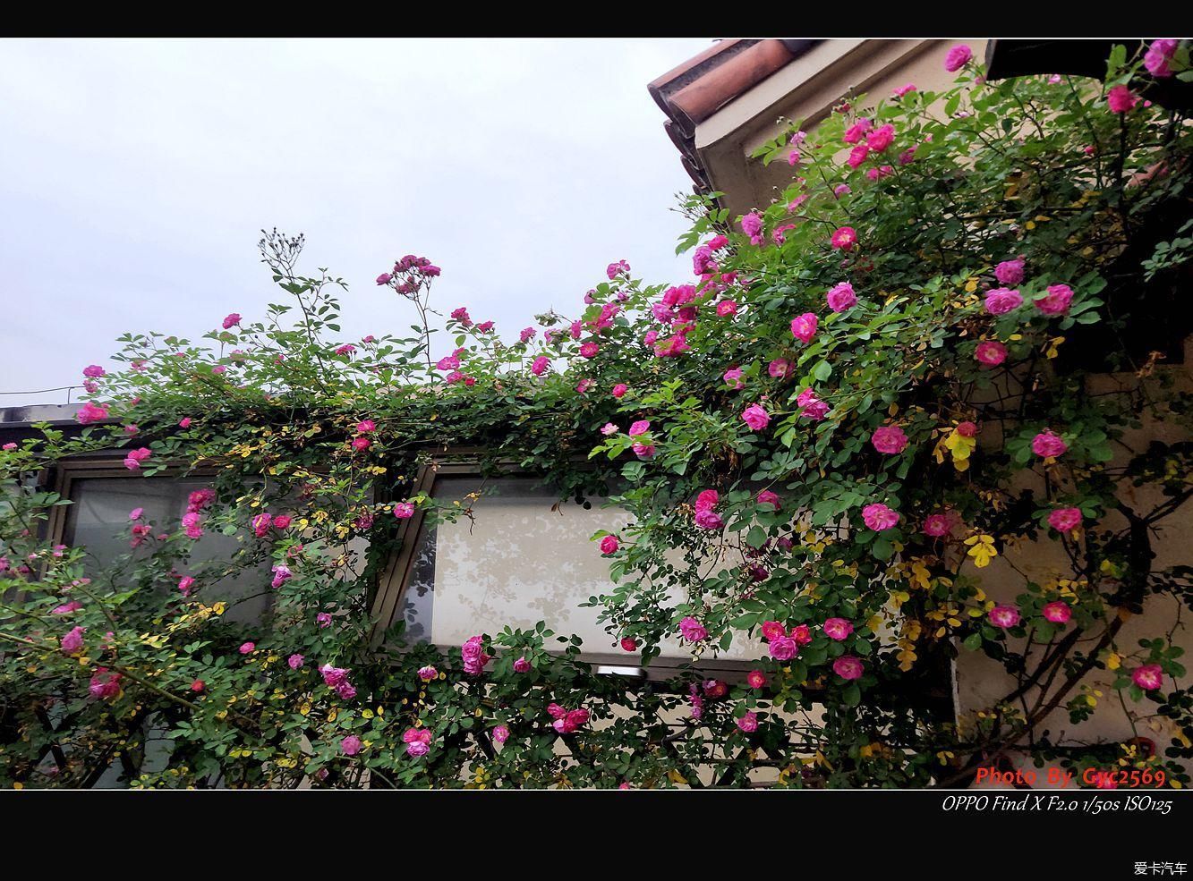 又到蔷薇季 花红香满庭 全网搜