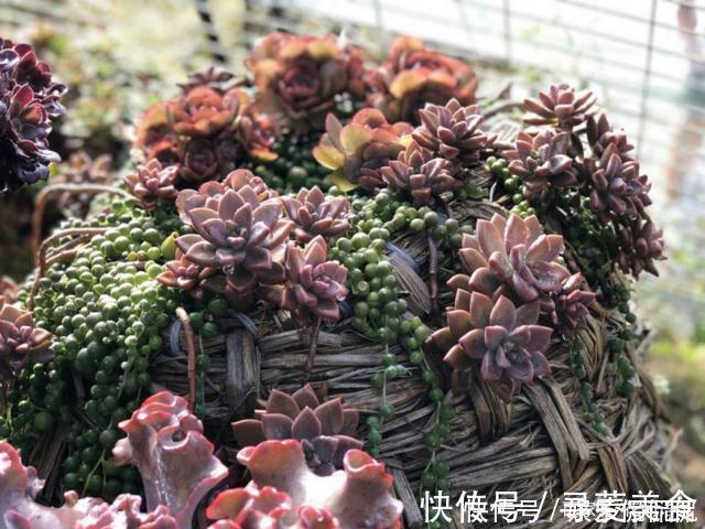 盆栽|他痴迷养多肉,将500多盆多肉养出“高级感”,大家都夸美如仙境