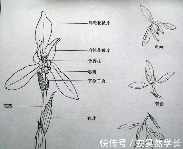 好丑!好臭!你没看错,我说的是兰花