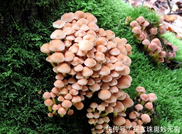 有幸|近期内,缘分和桃花邂逅正缘,有幸收获幸福爱情的四大生肖!