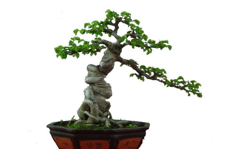 树桩盆景换盆换土学会这几招,让你养的枝繁叶绿